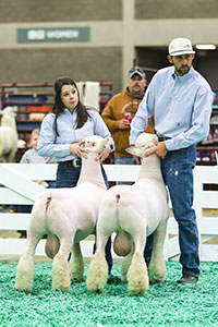1st Place Pair of Ram Lambs
2025 NAILE Open Show