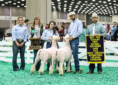 1st Place Pair of Yearling Ewes
2025 NAILE Open Show
