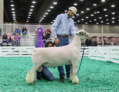 Reserve Champion Ram
2025 NAILE Open Show