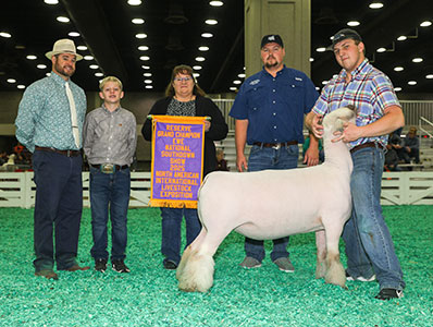 Reserve Champion Ewe
2025 NAILE Open Show