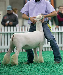 Forsee Southdowns Winners